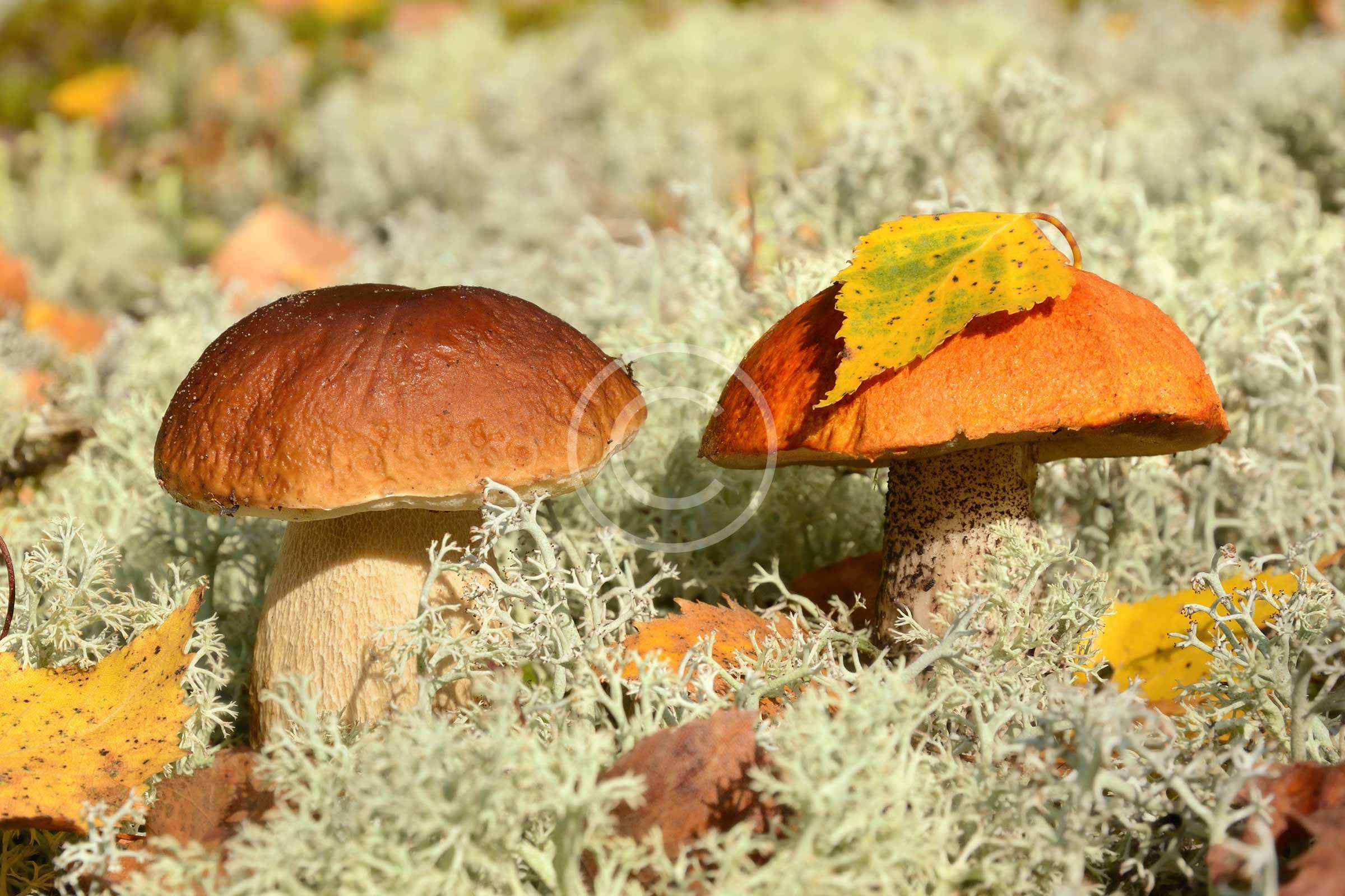 Six Simple Steps to Mushroom Farming