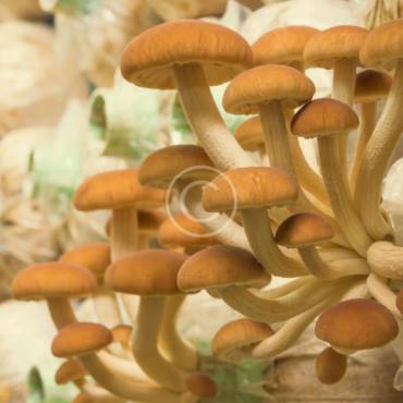 Why Mushrooms Should be Included in Your Menu